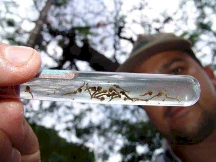 Mato Grosso do Sul investiga primeira morte por dengue em 2025